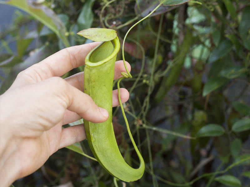 Nepenthes sp. Anipahan