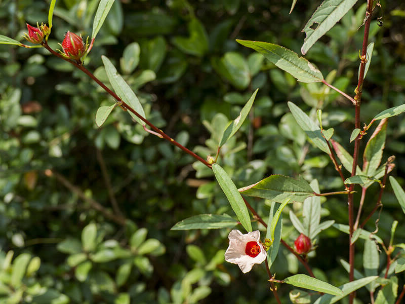 Hibiscus sabdariffa (Rossella)