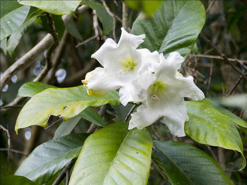 Beaumontia grandiflora